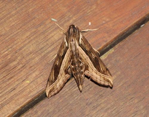 Hippotion velox